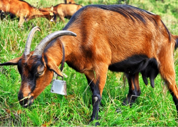 Alpine goat breed