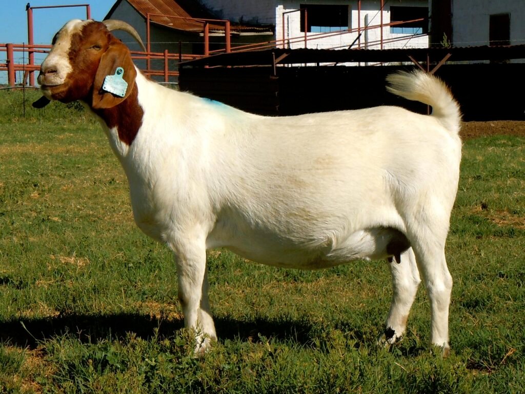 Boer goat breed