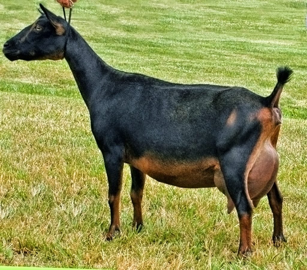 Nigerian Dwarf goat breed