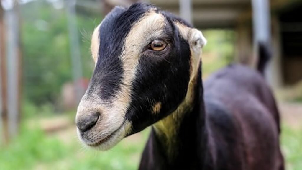 La Mancha goat breed
